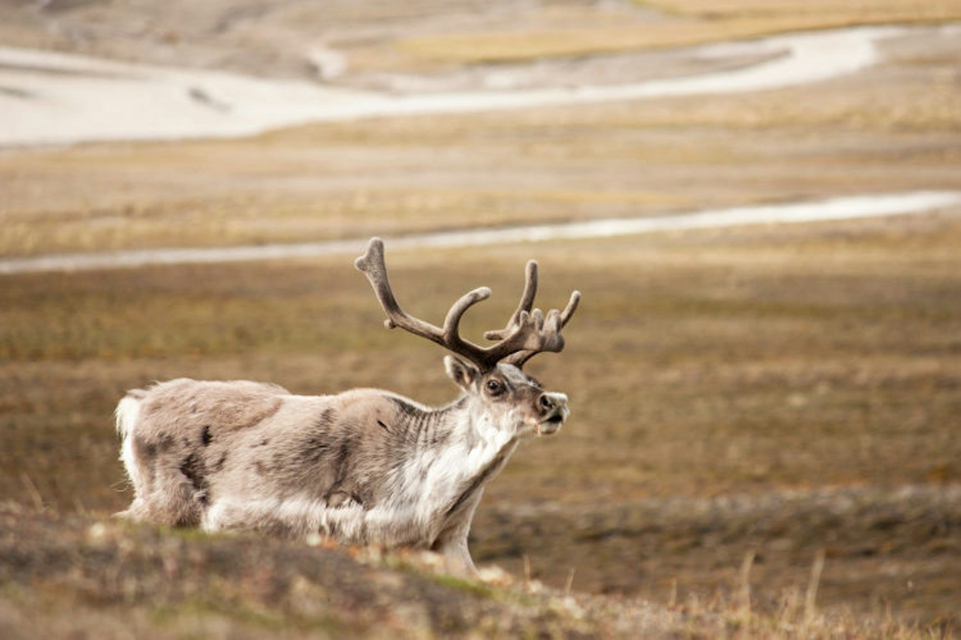 Wildlife watching. Лось в Норвегии. Олень Ростов Великий. Маленький Северный олень Шпицбергена. Wild Reindeer.