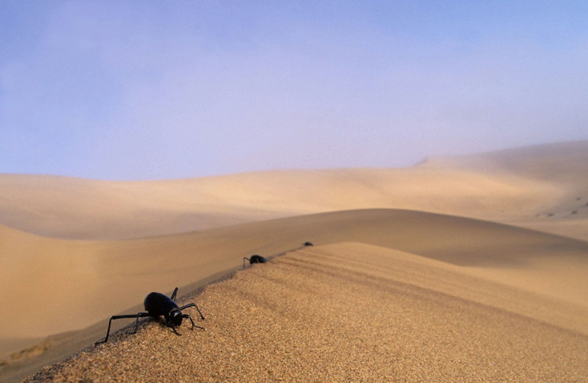Fog-basking beetles atop a dune in the Namib Desert, Namibia. Image by Nigel Dennis / Getty Images