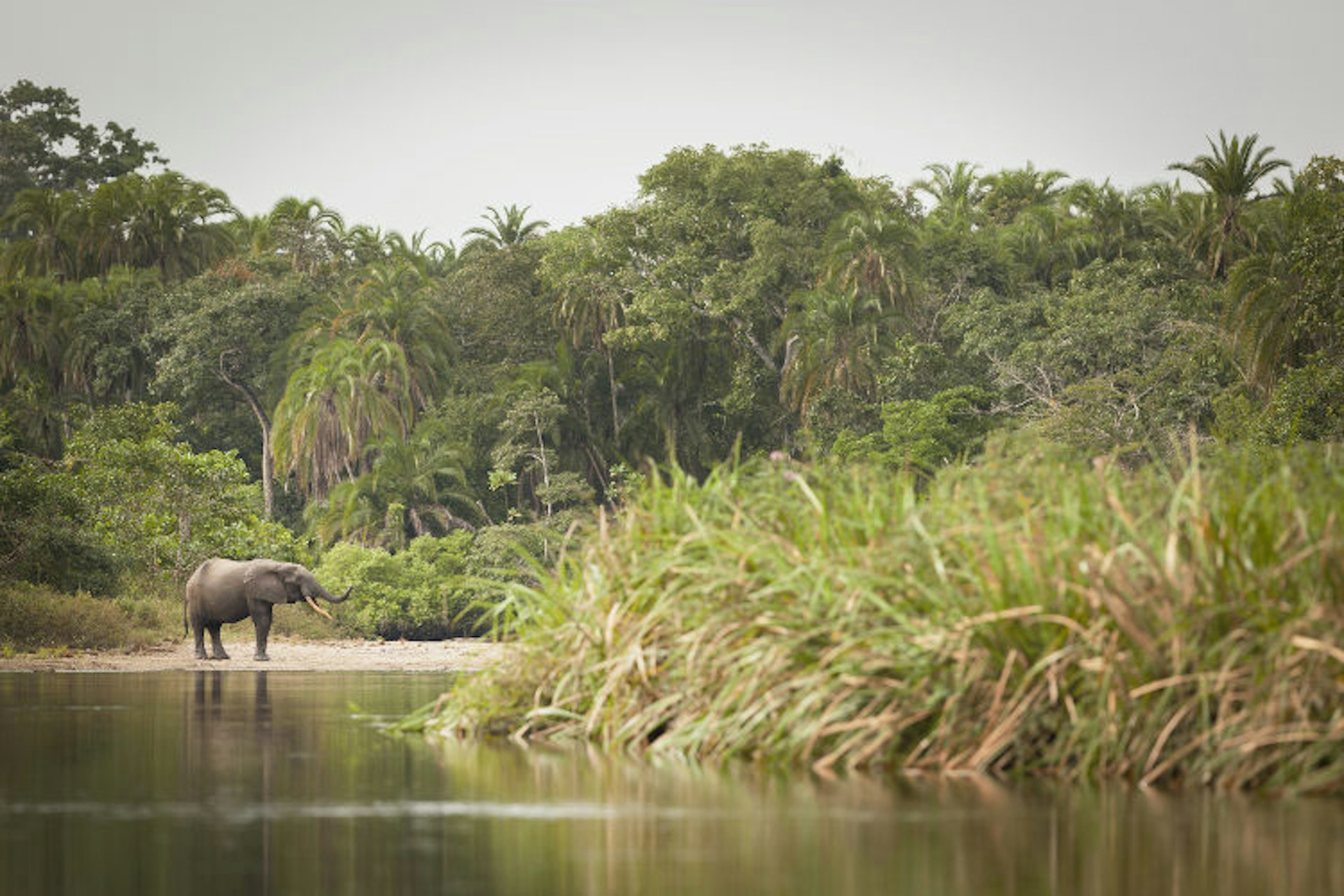 Forest Elephant, Lekoli River; Republic of Congo : Stock Photo     View similar images     More from this photographer     Download comp A forest elephant, Lekoli River, Republic of Congo. Image by Cultura Travel / Philip Lee Harvey / Getty Images