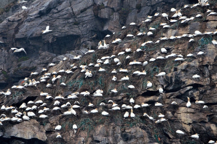 gannets-norway