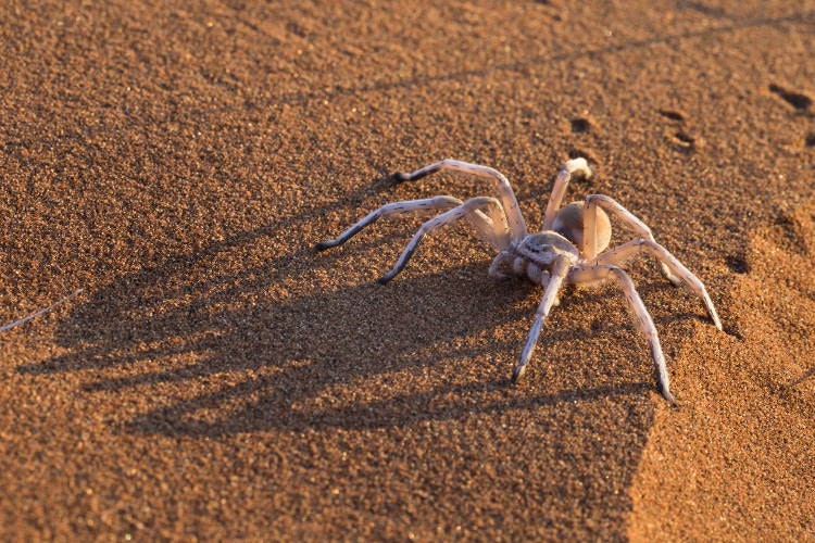 Golden wheel spider, Namib Desert, Namibia. Image by Ann & Steve Toon / Getty Images