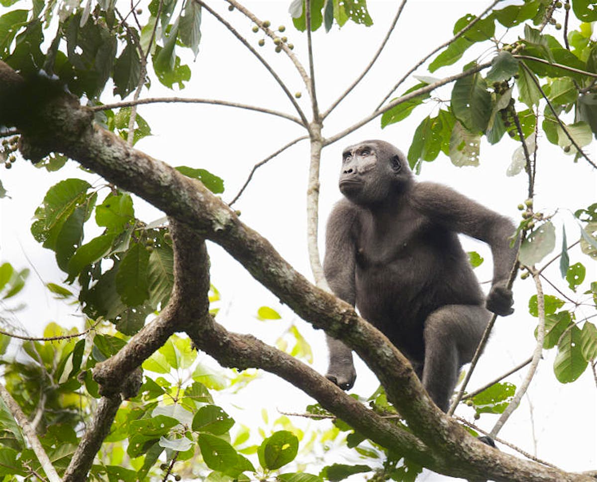Congo wildlife closer than ever Lonely