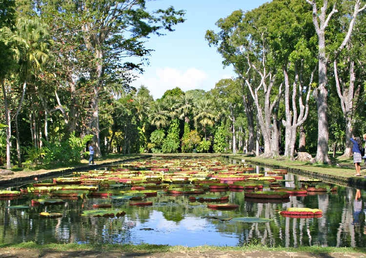 Lilly pond at the Sir Seewoosagur Ramgoolam Botanical Garden, Mauritius. Image by Pedro Plassen Lopes / CC BY 2.0