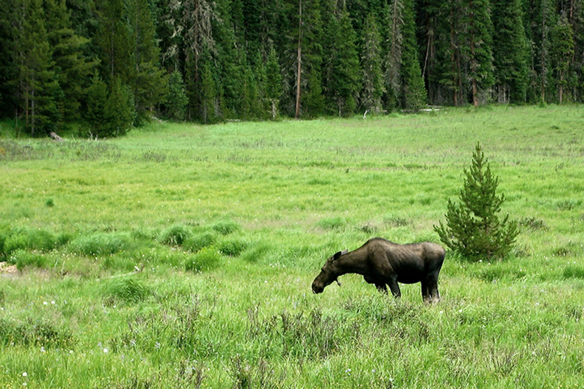 Moose like to hang out in meadows or wetlands where aquatic vegetation can be found. Image by Brian & Jaclyn Drum / CC BY 2.0