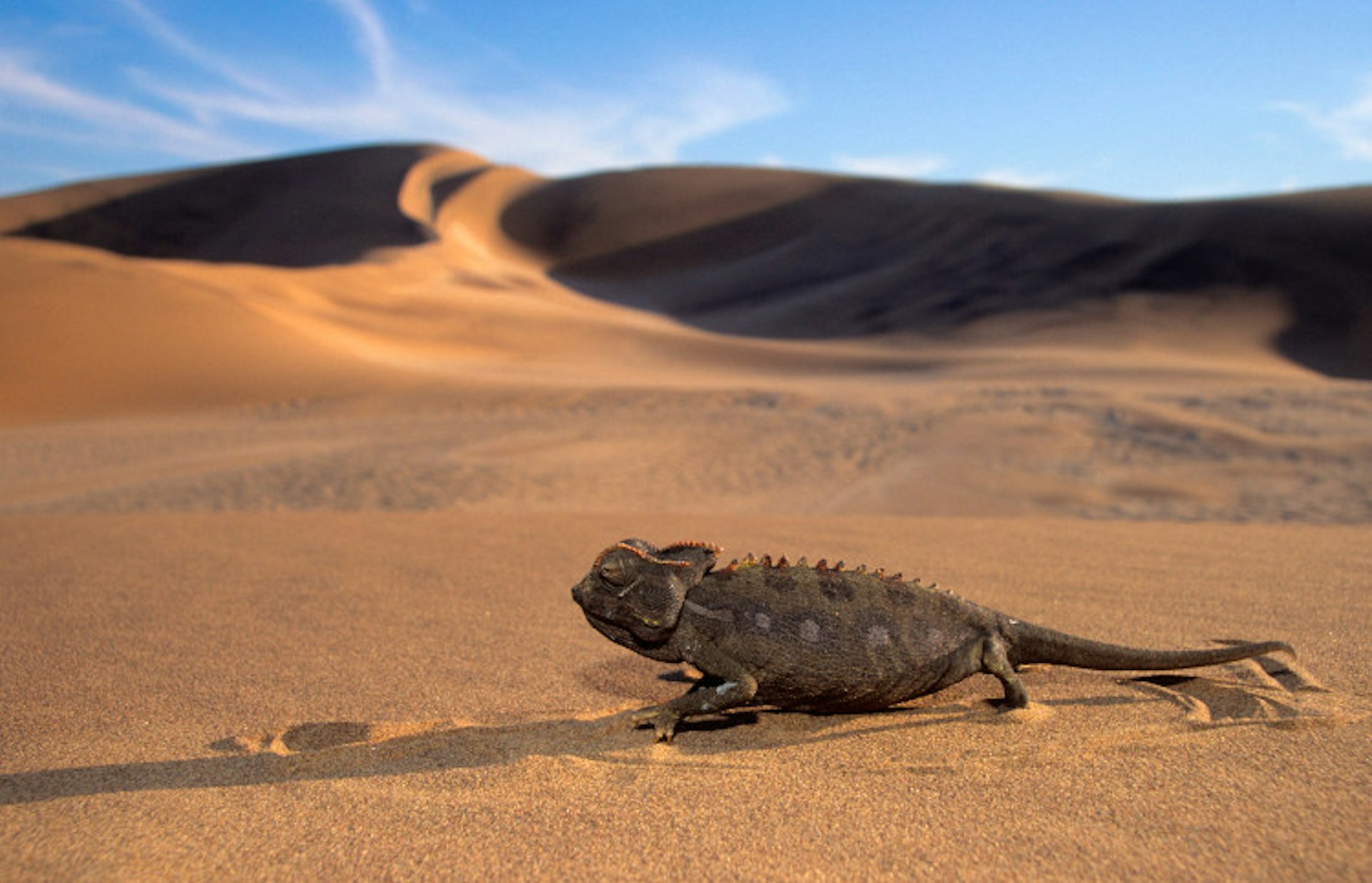A Namaqua chameleon walking across the Namib Desert, Namibia. Image by Nigel Dennis