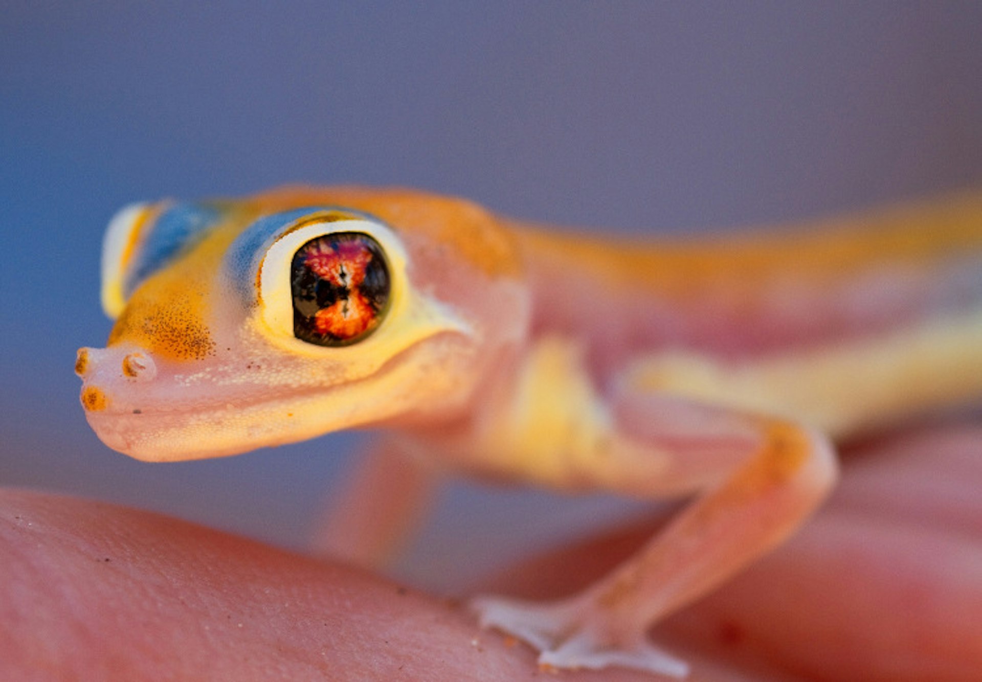 A brightly coloured palmato gecko. Image by Klaus Brandstaetter / Getty Images
