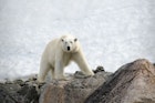Features - polar-bear-svalbard