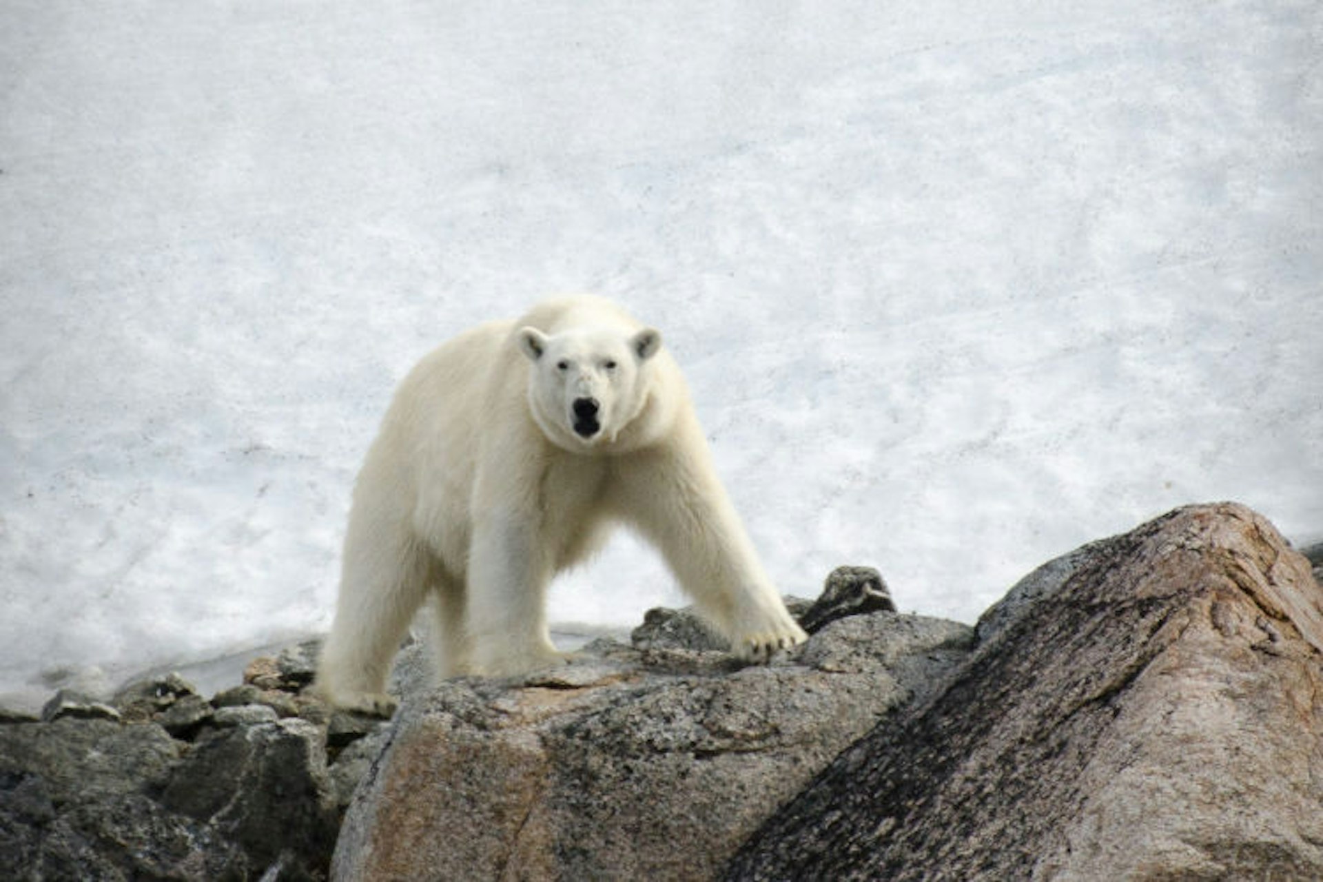 polar-bear-svalbard