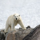 Features - polar-bear-svalbard