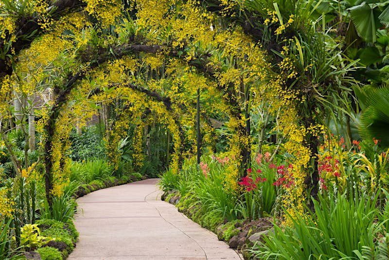Features - shutterstockRF_92813191-1-ff0a49ec67a6 A botanical canopy in the Singapore Botanic Garden © Janelle Lugge / Shutterstock