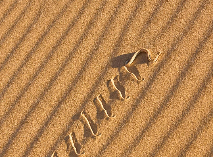 A Peringueys adder, sidewinding up a dune in the Namib Desert, Namibia. Image by Yvette Cardozo / Getty Images