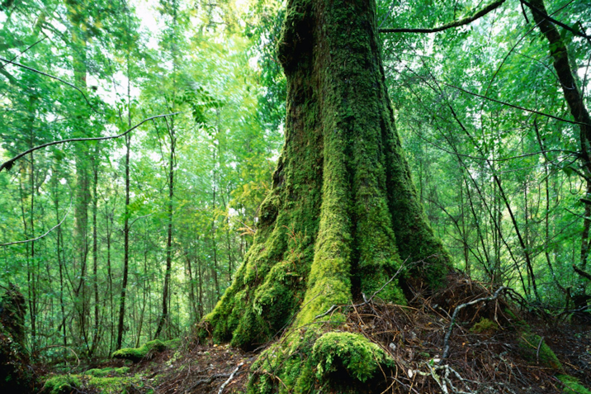 Tasmania's Tarkine wilderness / Image by Rob Blakers / Getty Images 