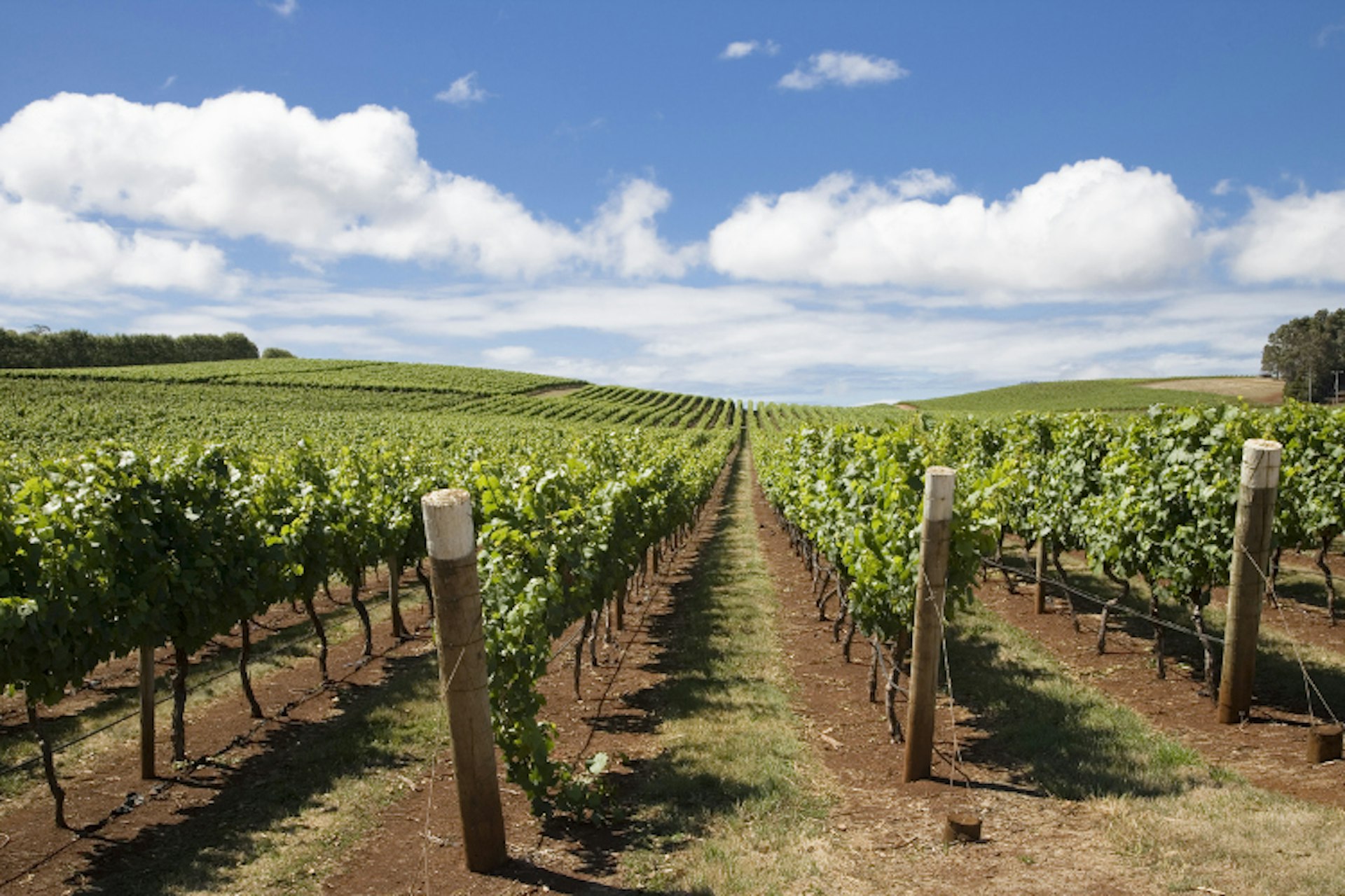 Vines at Pipers Brook vineyard, the oldest in Tasmania / Image by Julian Love / Getty Images