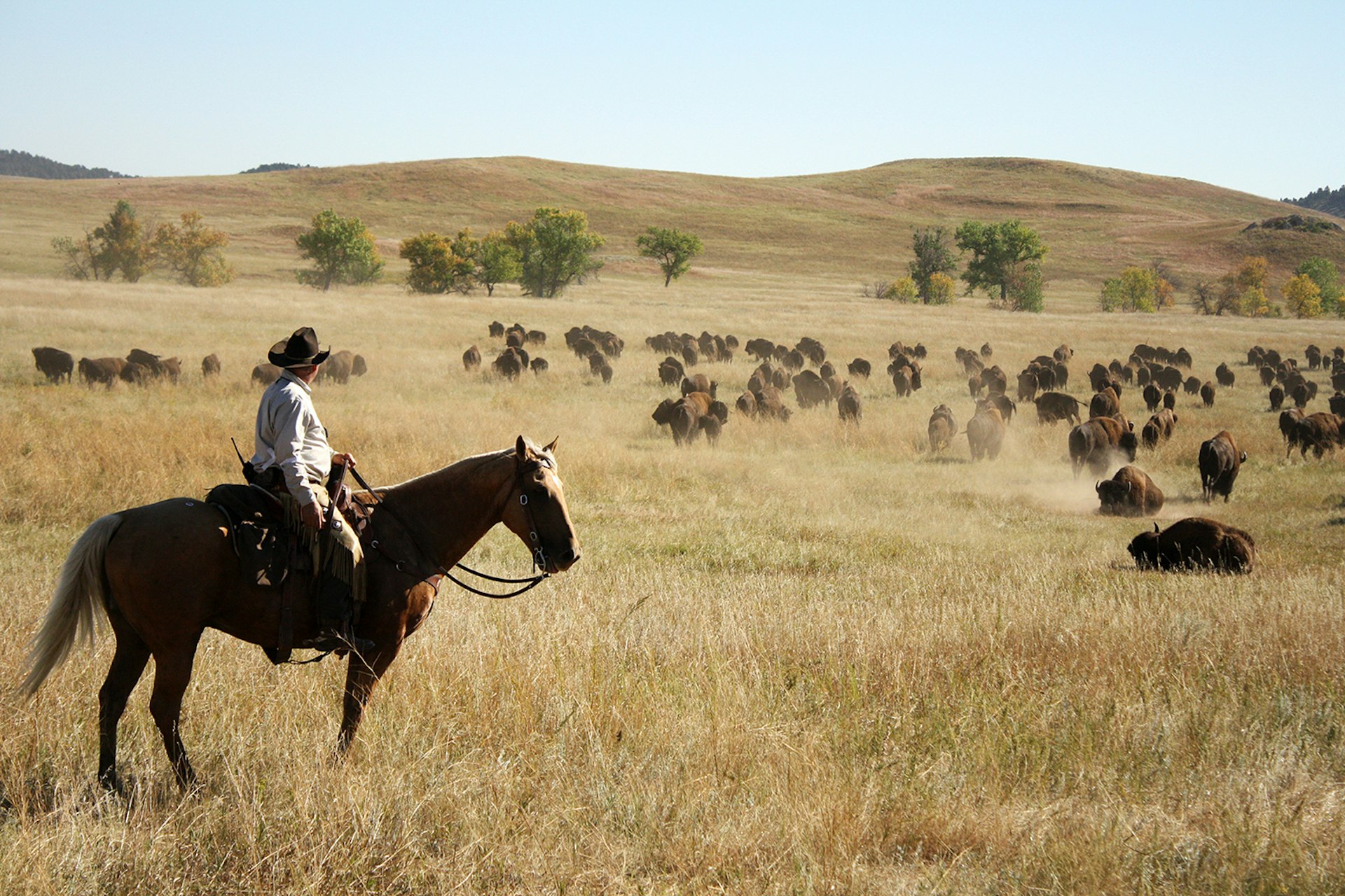 A cowboy watches buffalo wallow in the prairie. Image by Alexander Howard / Lonely Planet
