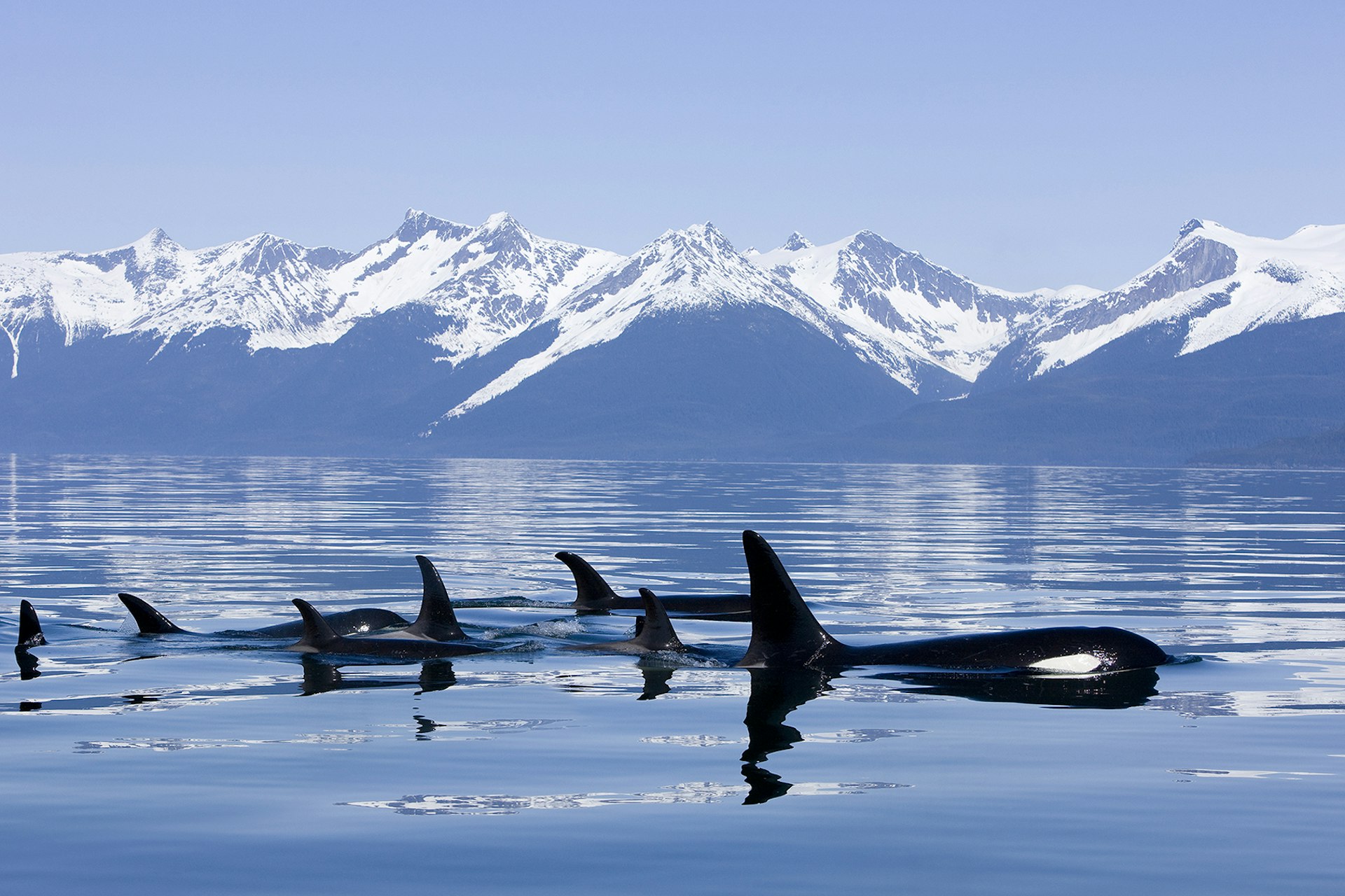 Orcas are a common sight in the waters off Alaska. Image by John Hyde / Perspectives / Getty