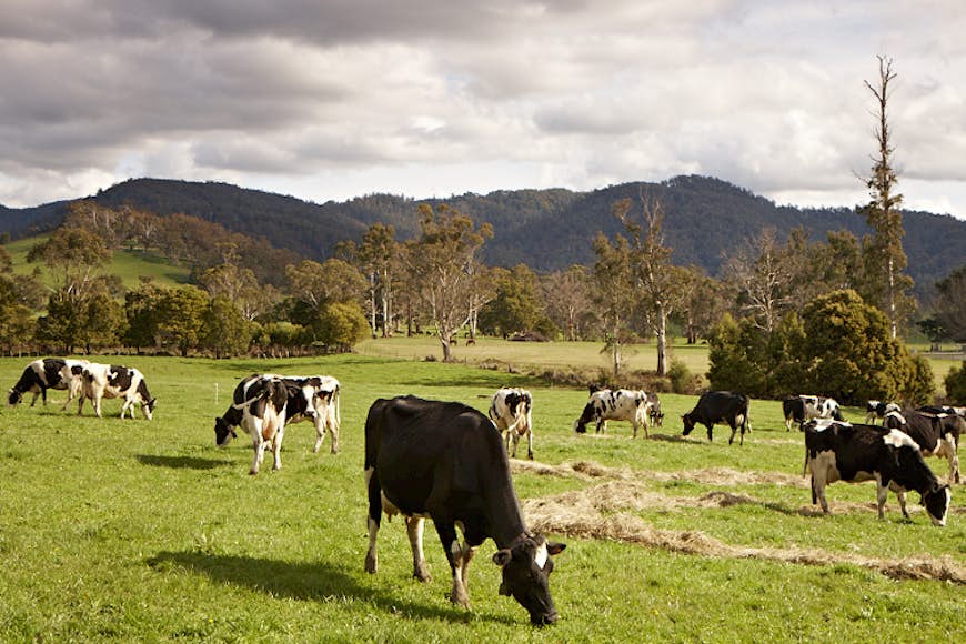 Cows in the meadow at Tasmania's oldest dairy. Image courtesy of Pyengana Dairy Company.