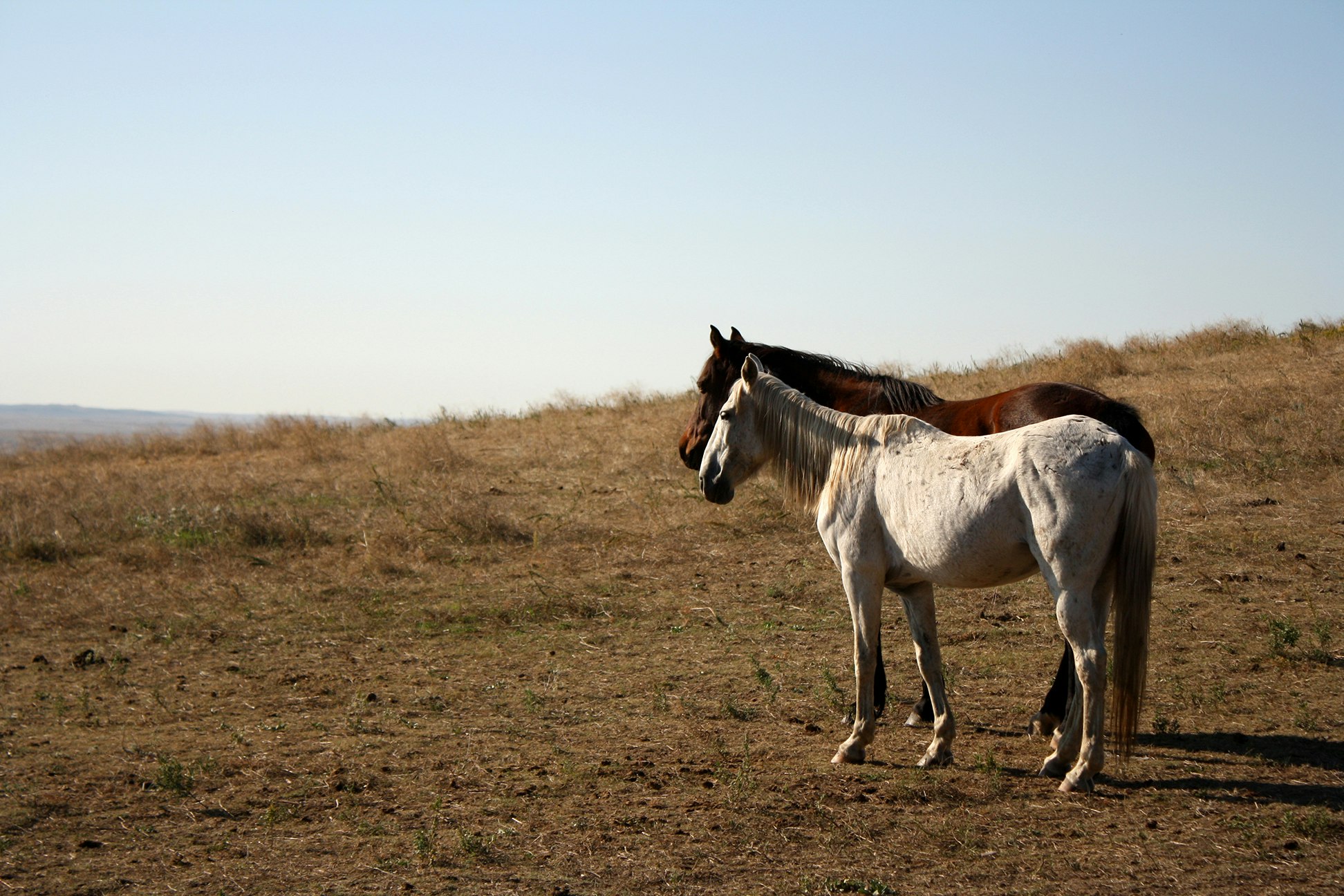 Horses at the Wild Horse Sanctuary. Image by Alexander Howard / Lonely Planet