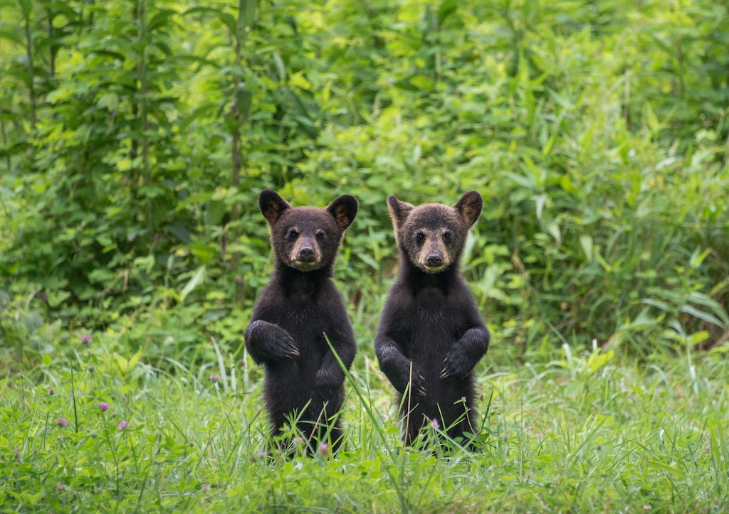 Two bear cubs stand to attention in Great Smoky Mountains National Park, Tennessee. Image by W. Drew Senter, Longleaf/Moment/Getty Images