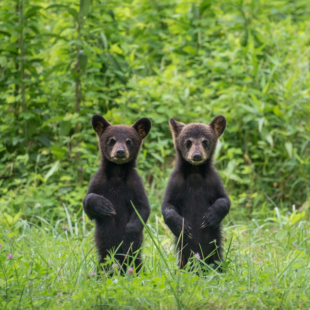 Two bear cubs stand to attention in Great Smoky Mountains National Park, Tennessee. Image by W. Drew Senter, Longleaf/Moment/Getty Images