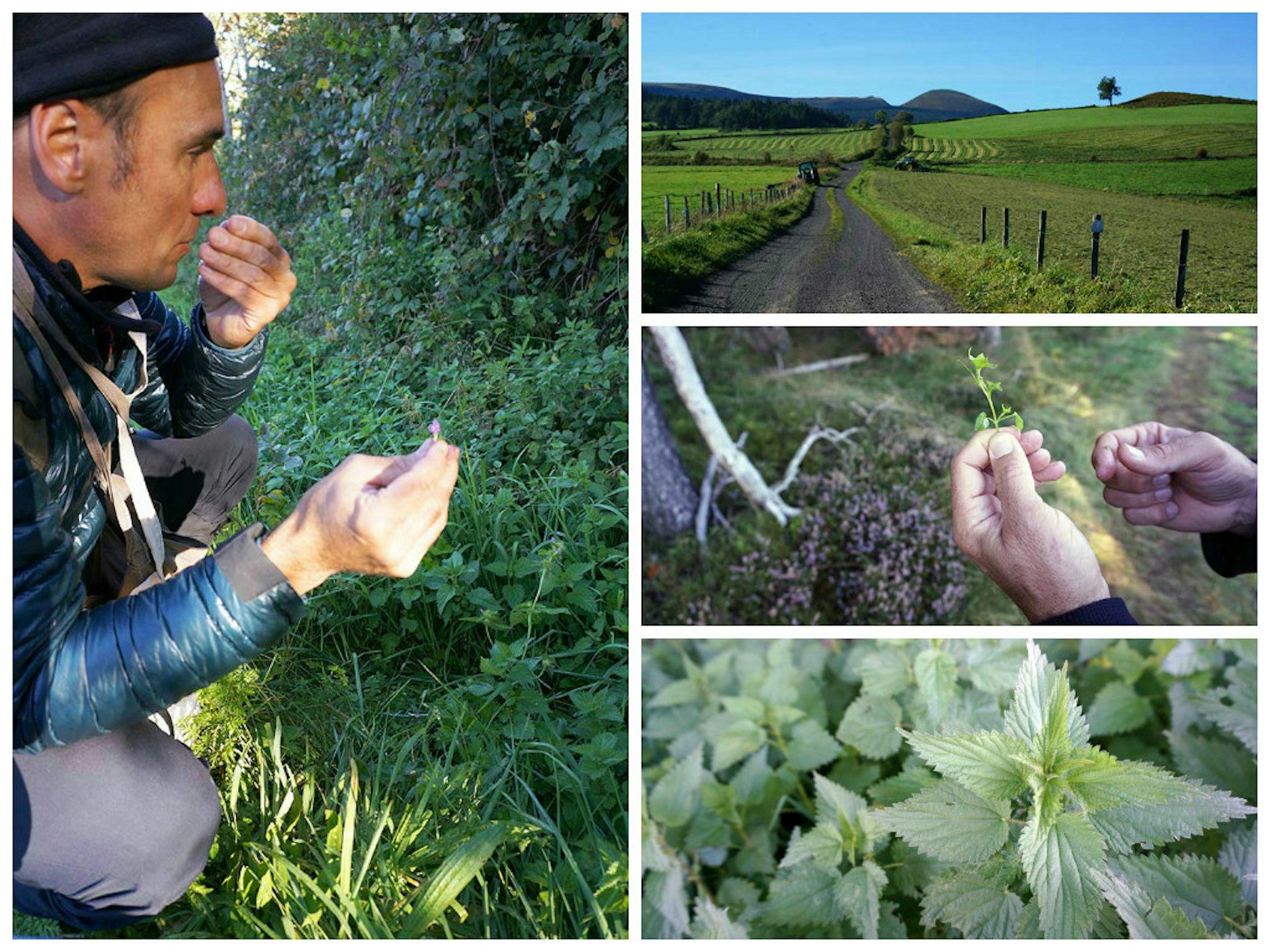 Christophe Anglade, plant expert and one-half of Aluna Voyagers, foraging for edible leaves and berries in France's Auvergne. Image by Anita Isalska / Lonely Planet