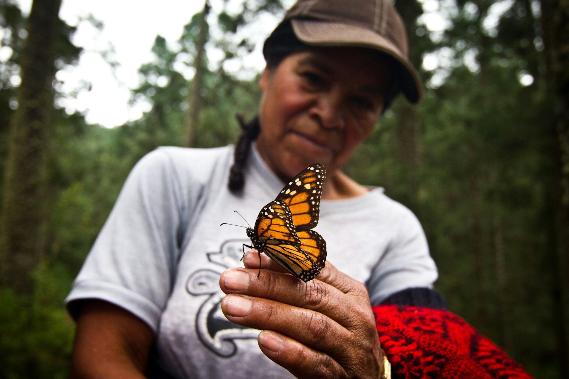 Visitors can get up close to the monarch butterflies at Mexico's butterfly sanctuaries. Image by Stuart Butler / Lonely Planet 