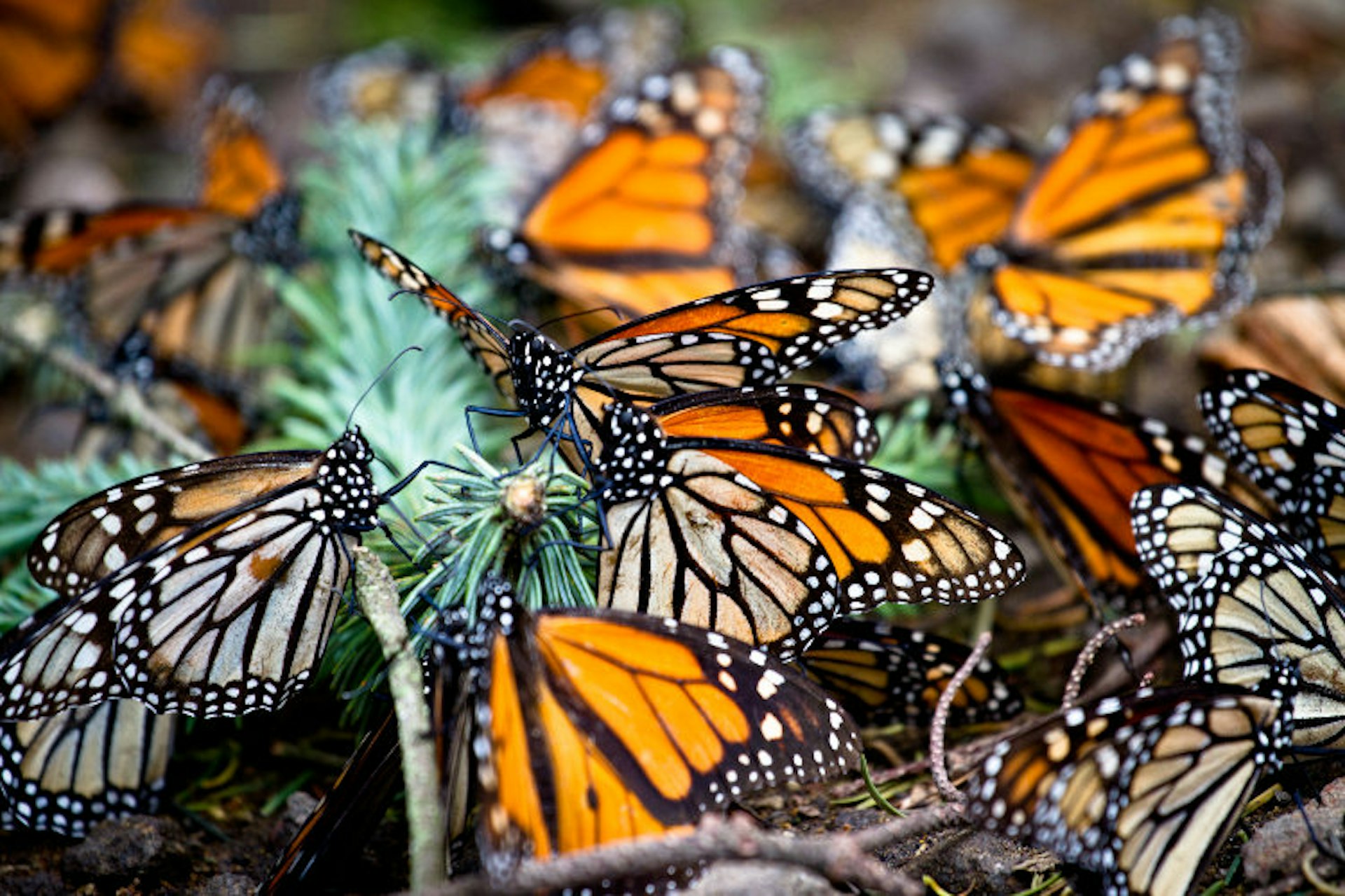 Monarch butterflies at rest. Image by Stuart Butler / Lonely Planet