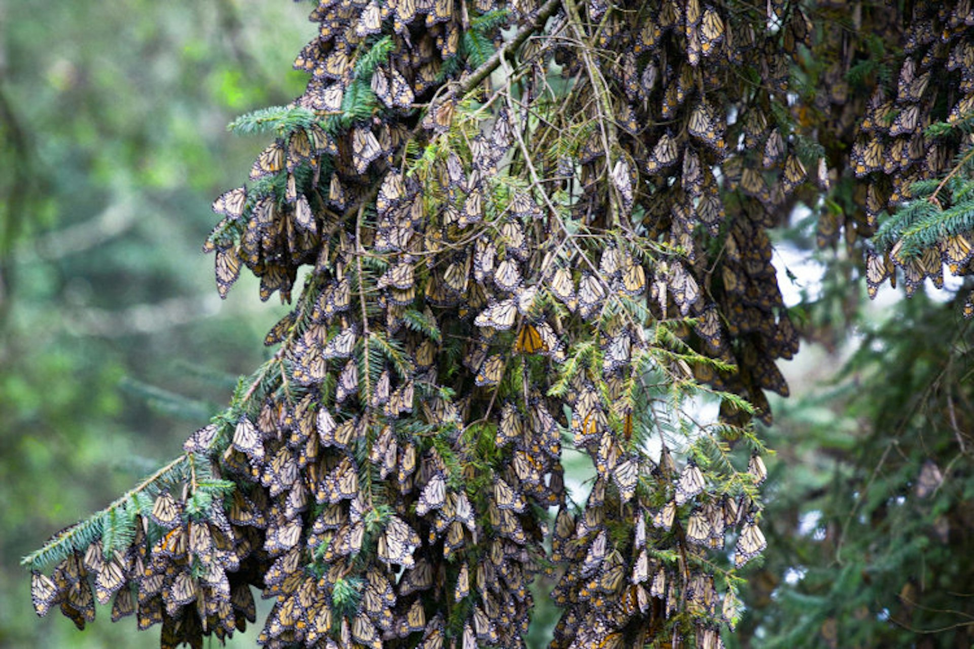 Butterfly tree. Image by Stuart Butler / Lonely Planet