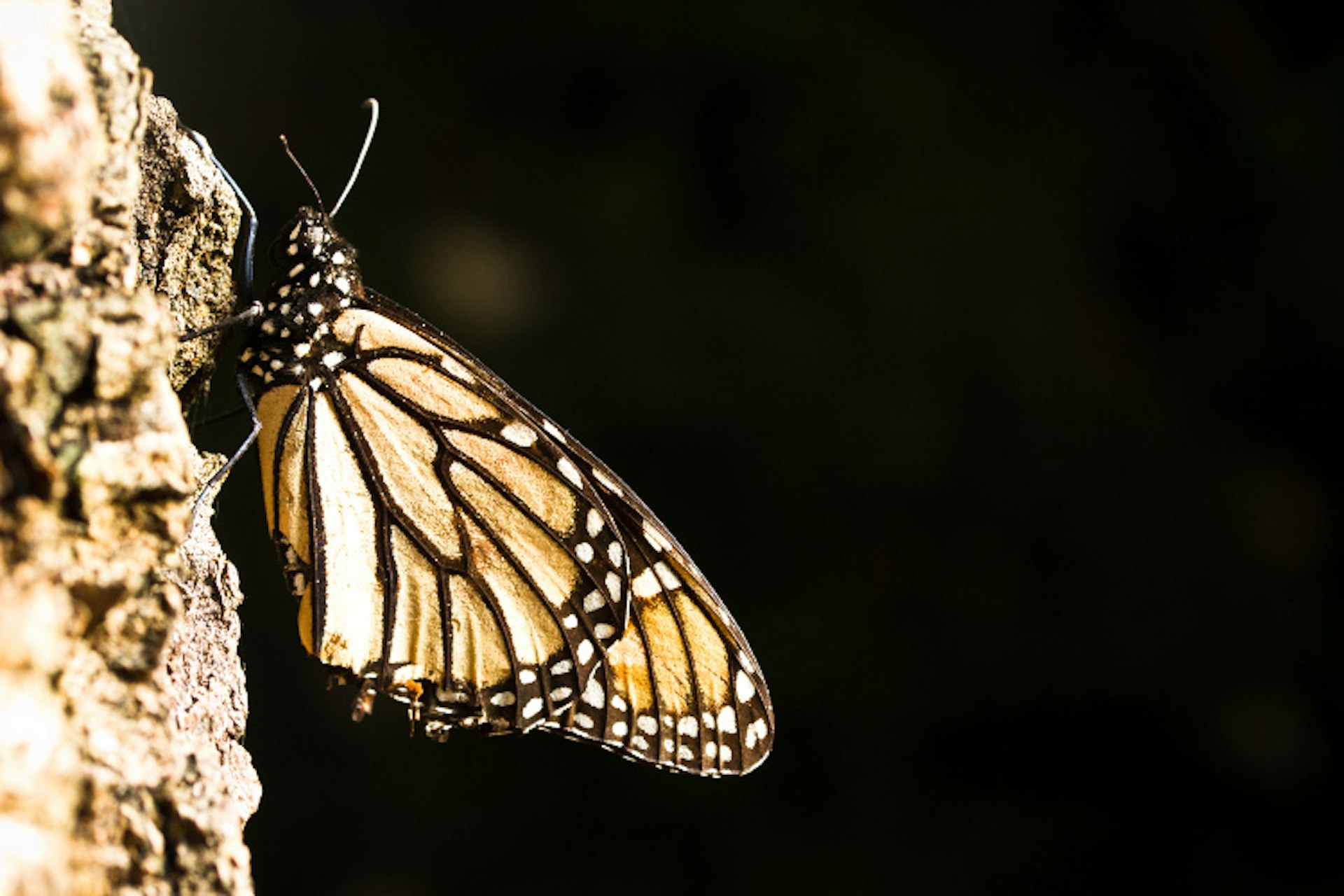 Delicate underwings of a monarch butterfly. Image by Stuart Butler / Lonely Planet