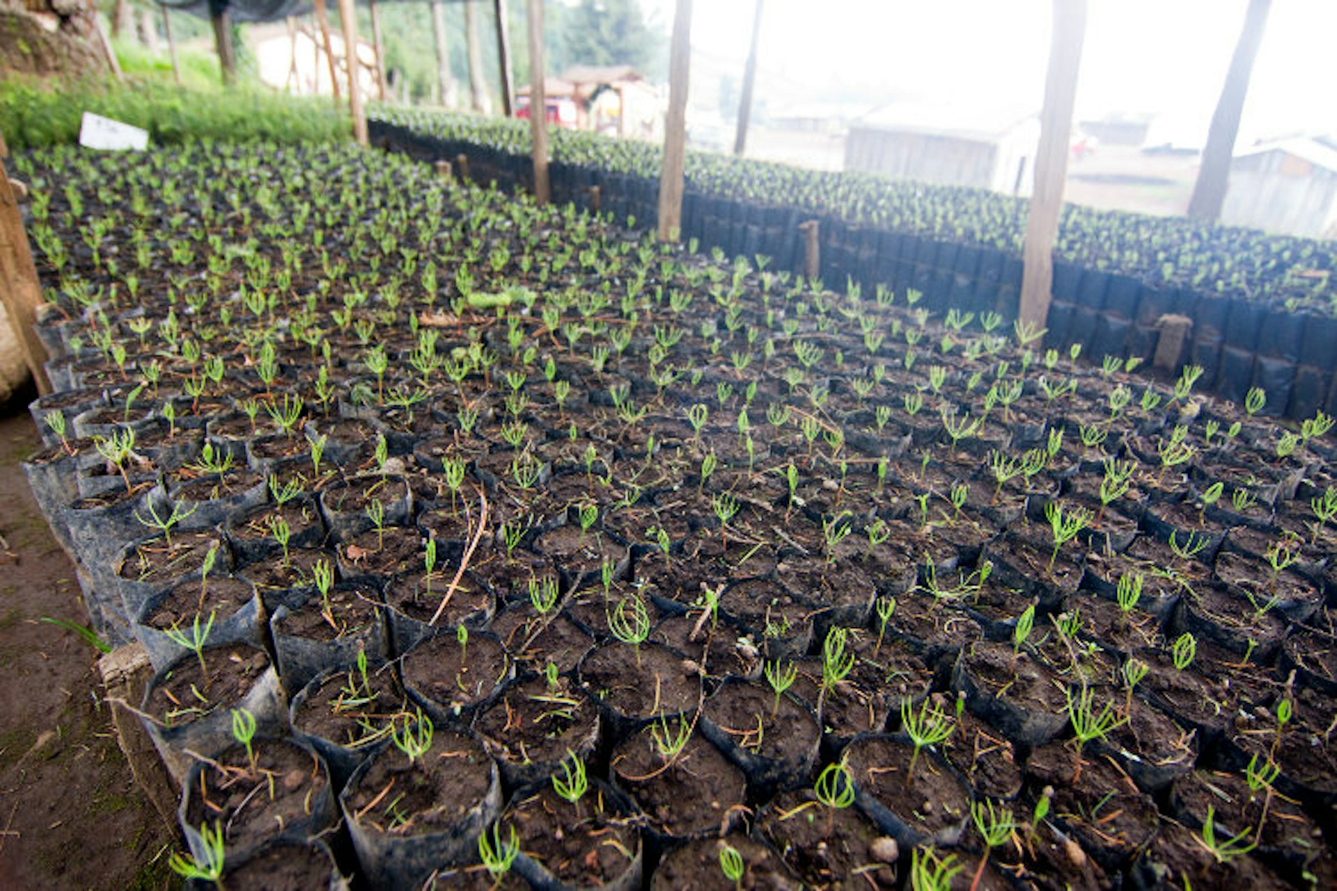 The forests of the El Rosario sanctuary suffered from serious de-forestation issues in the past, but with increased environmental awareness and the money generated through butterfly tourism, locals have established tree planting schemes and nurseries such as this one. Image by Stuart Butler / Lonely Planet