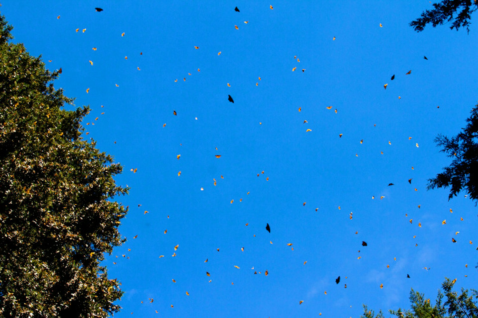 Clouds of butterflies above the reserve. Image by Stuart Butler / Lonely Planet