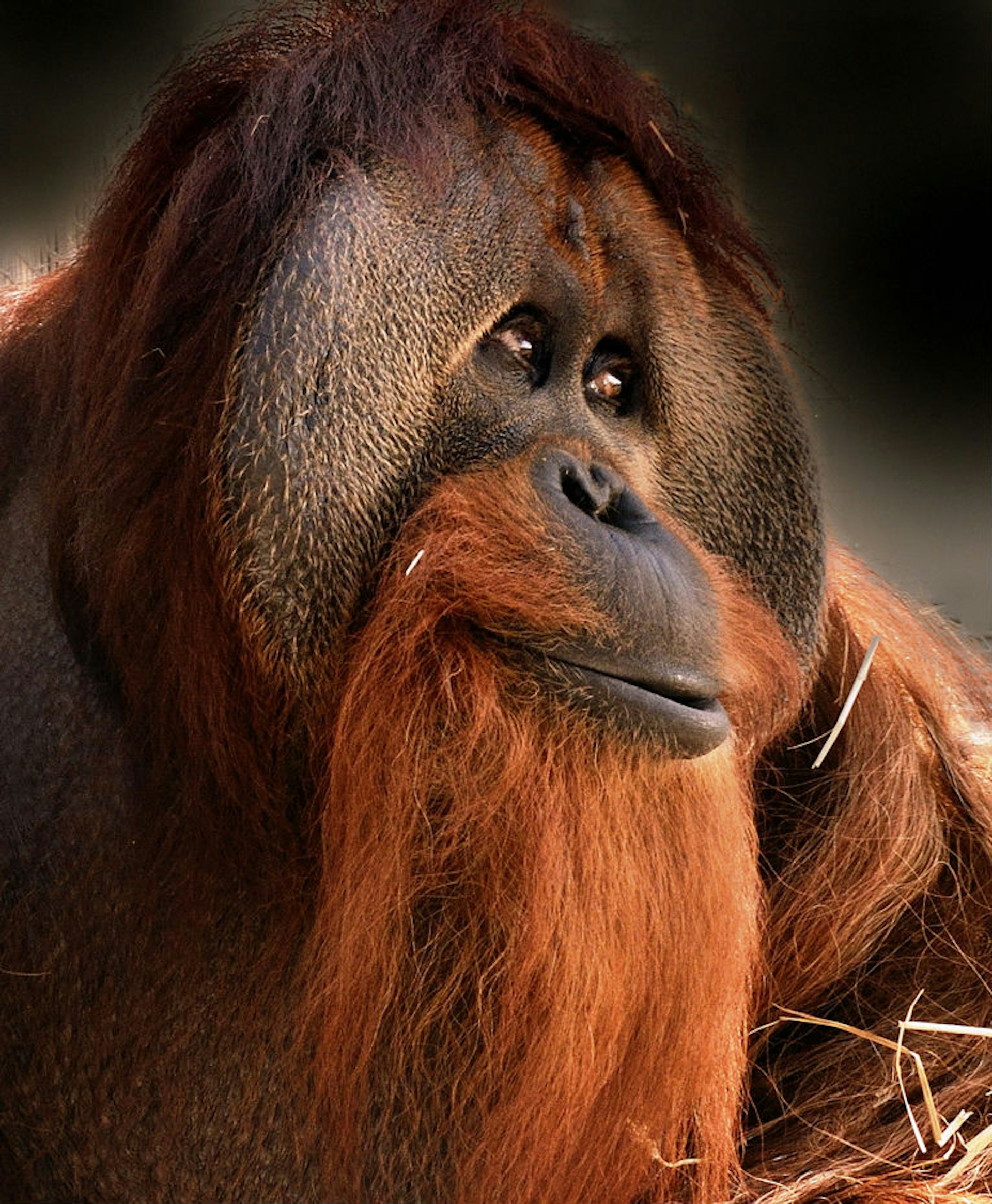 The new International Orangutan Center at the Indianapolis Zoo. Image courtesy of the Indianapolis Zoo.