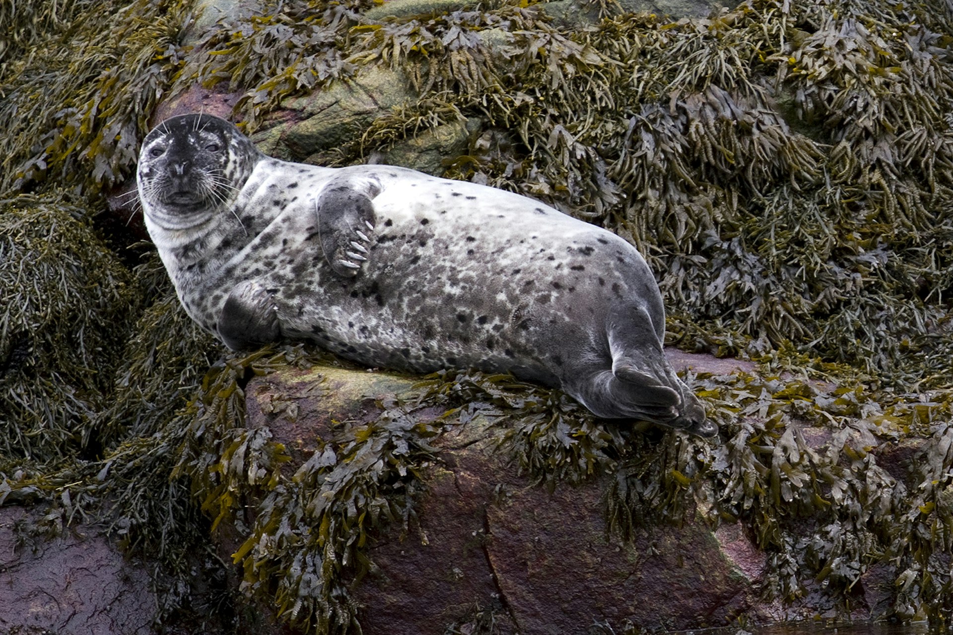 A grey seal strikes a pose on the rocks in Baie Ste-Catherine. Image by Kerry Christiani / Lonely Planet