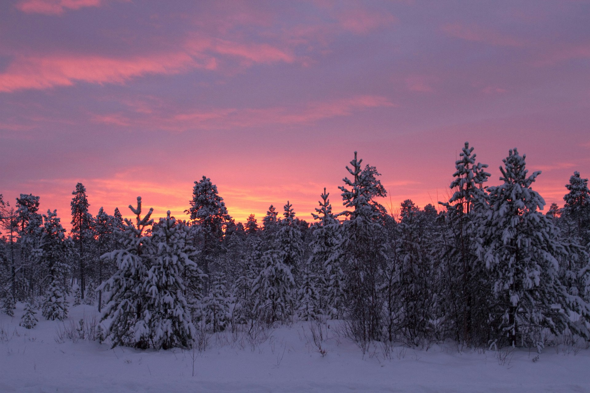 finnish-forest2