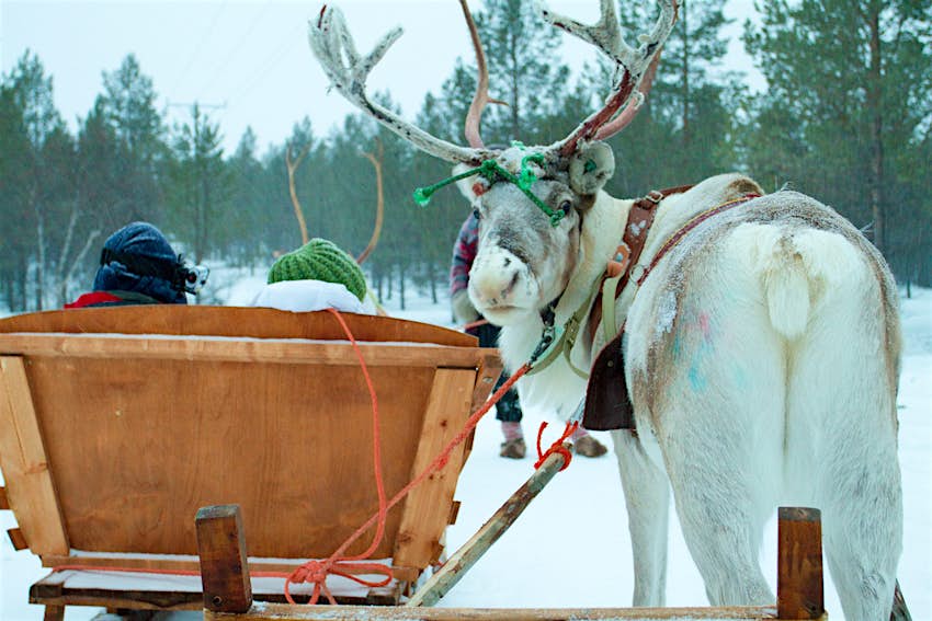 Features - reindeer-sleigh-ride2 reindeer-sleigh-ride2