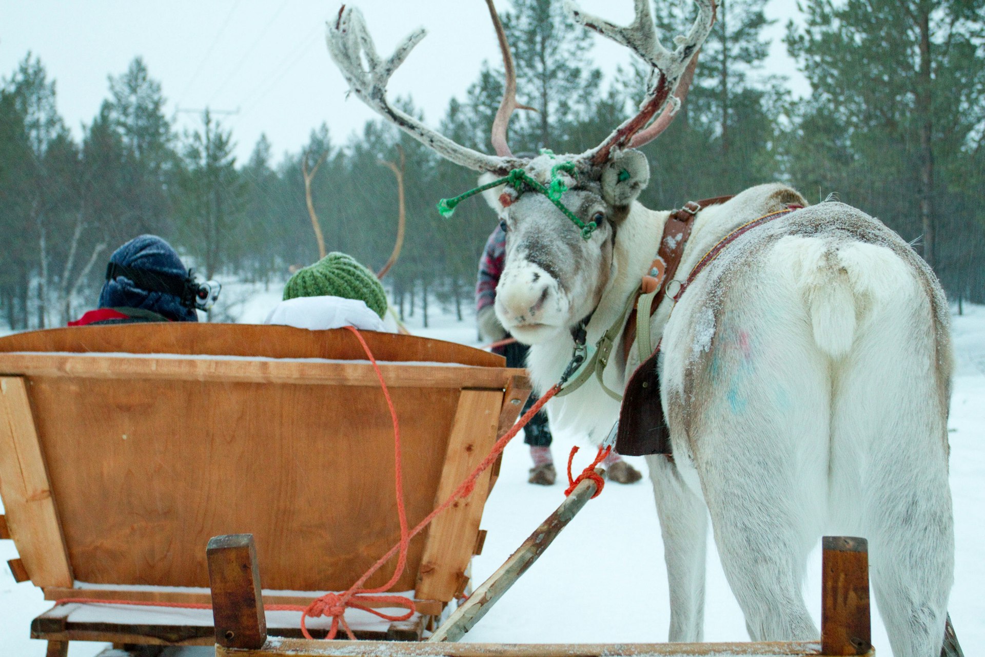 reindeer-sleigh-ride2