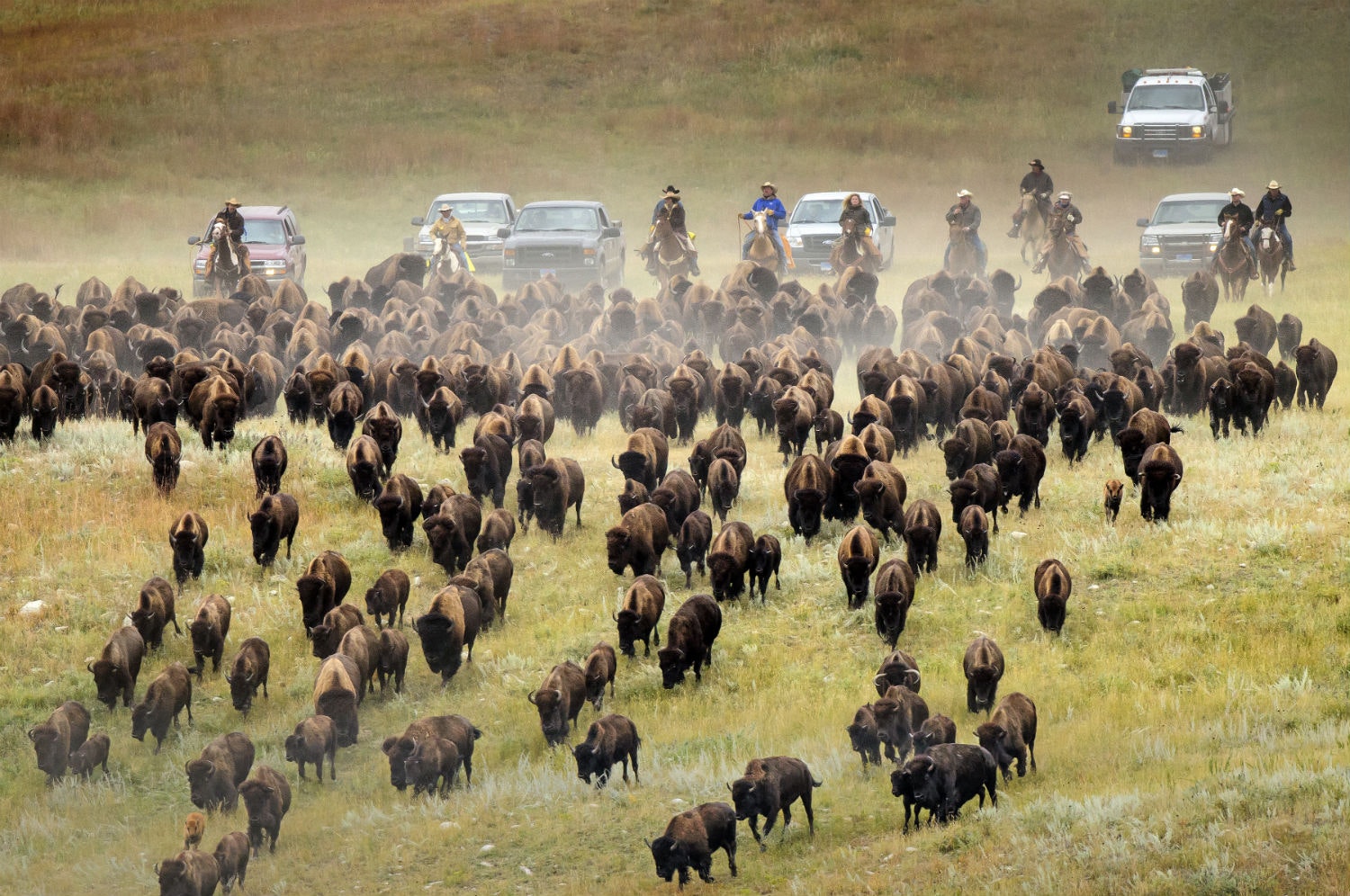 Custer State Park’s annual Buffalo Roundup. Image courtesy of the South Dakota Department of Tourism.