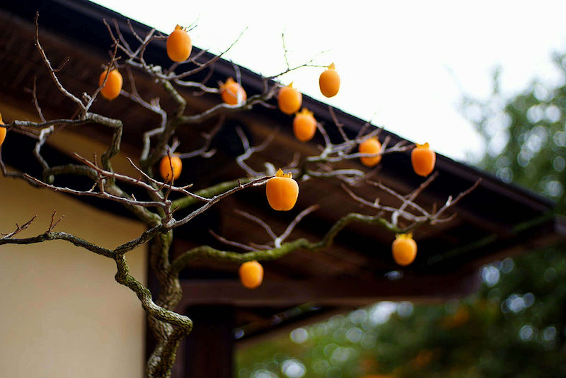 Persimmons. Photo by Takashi.M / CC BY 2.0.