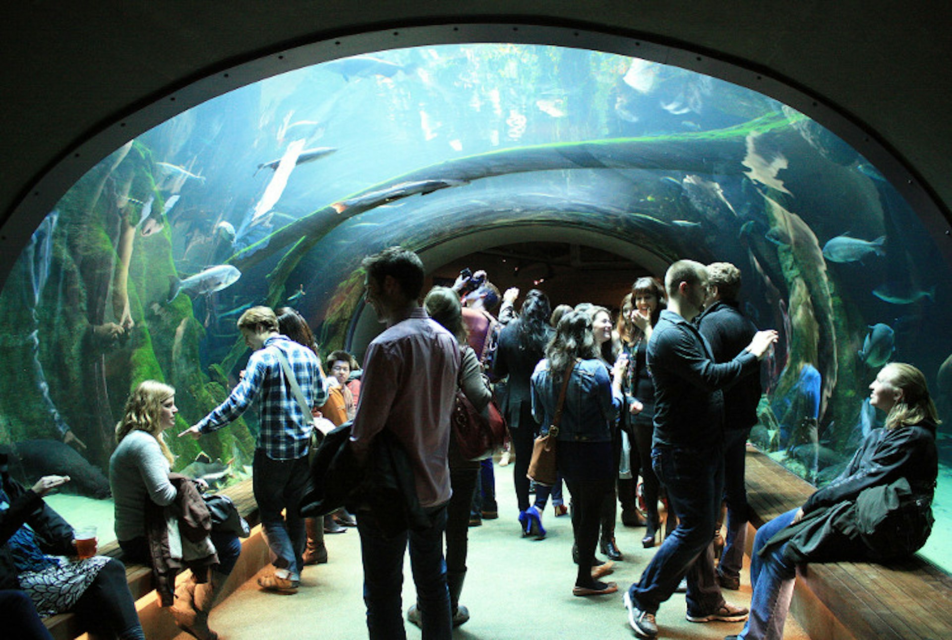 Underwater wonders at the California Academy of Sciences. Image by Kevin Gong / CC BY 2.0