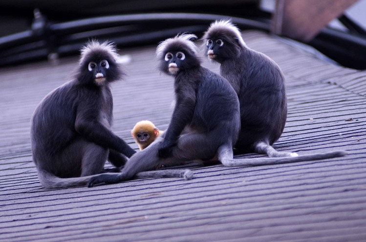 Dusky leaf monkeys, Langkawi, Maaysia. Image by Mark Eveleigh