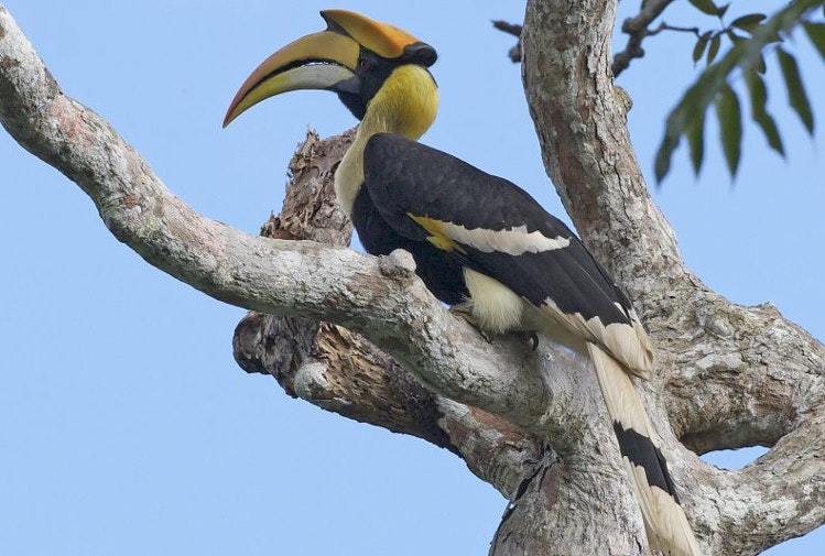 Great hornbill, Langkawi, Malaysia. Image by Lip Kee CC BY-SA 2.0