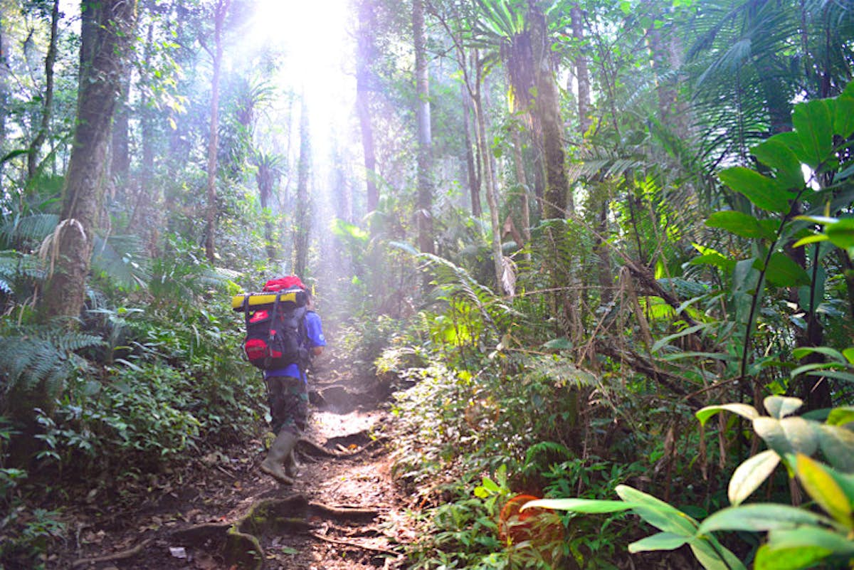 Exploring Sumatra s Kerinci  Seblat  National  Park where 