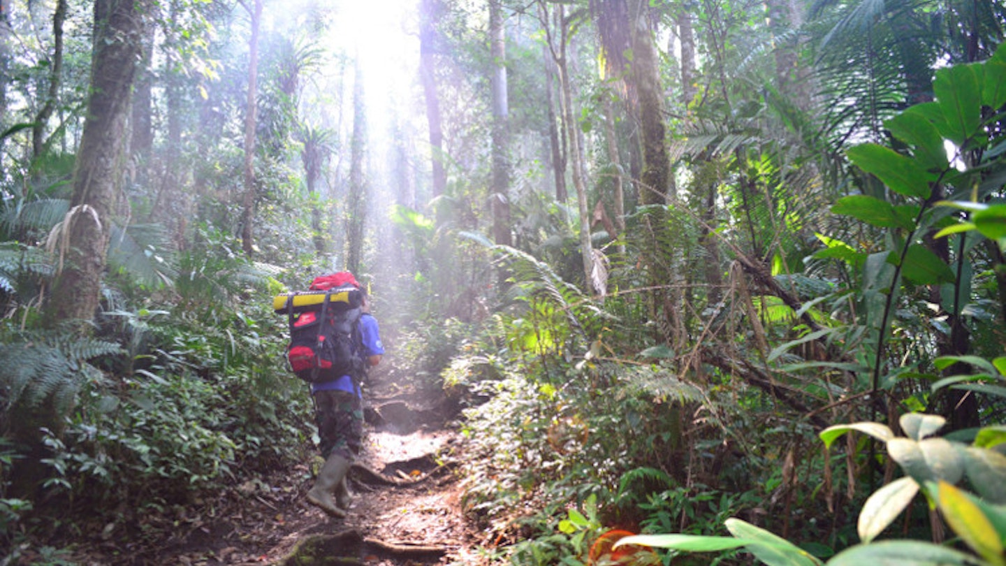 Hiking on the forested slopes of Gunung Tujuh, Kerinci Seblat National Park, Sumatra. Image by Mark Eveleigh