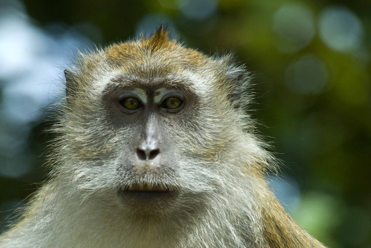 Long-tailed macaque, Langkawi, Malaysia. Image by Mark Eveleigh