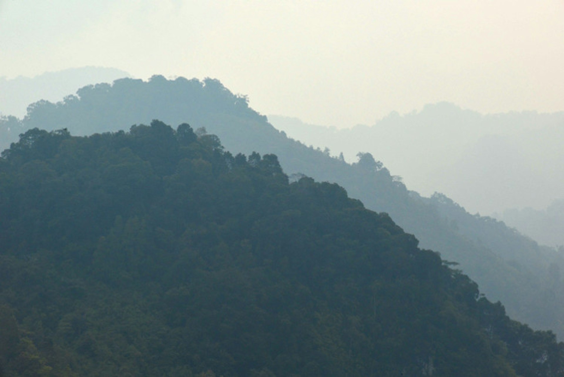 The highland forests of Kerinci Seblat National Park, Sumatra. Image by Mark Eveleigh