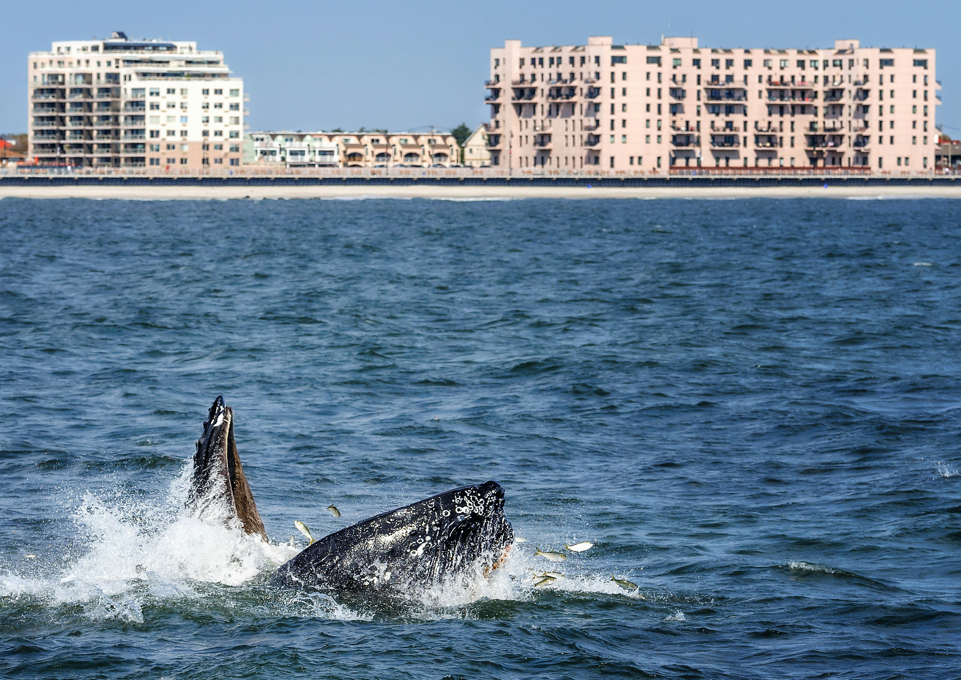 Humpback whale feeding off Long Island. Image by Vicki Jauron, Babylon and Beyond Photography / Moment Open / Getty