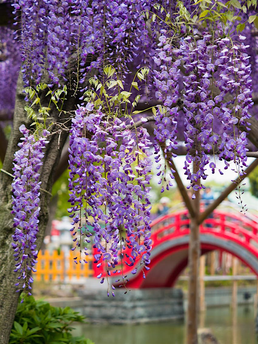 Close up of hangnig wisteria flowers with a red arched bridge in the background at shrine Kameido Tenjin
