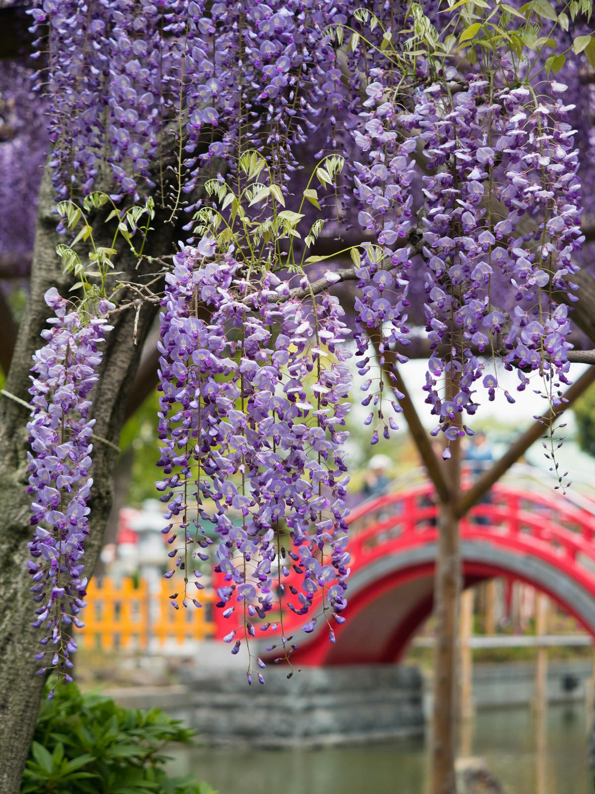 Close up of hangnig wisteria flowers with a red arched bridge in the background at shrine Kameido Tenjin