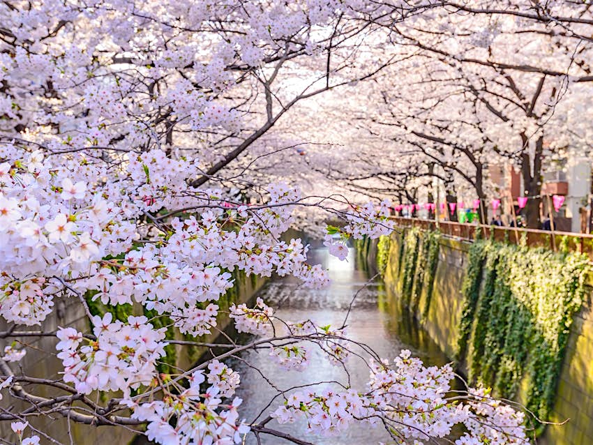 A narrow canal in Meguro lined with cherry trees in full bloom in spring in Tokyo