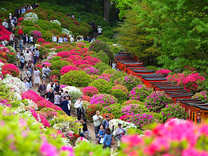 A line of people walk through the grounds of Nezu-jinja, which is covered in azalea bushes in bloom in spring