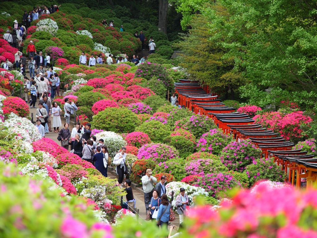 Tokyo in spring: best things to see and do – Lonely Planet - Lonely Planet